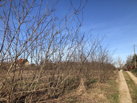 Eladó Telek 6000 Kecskemét , Kecskemét kertvárosi részén nagy telek ELADÓ