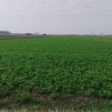 Eladó Mezőgazdasági 6066 Tiszaalpár , Nincs utca