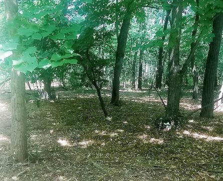 Eladó Mezőgazdasági 2252 Tóalmás 