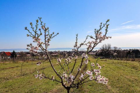 Eladó Telek 8243 Balatonakali Balatoni panoráma
