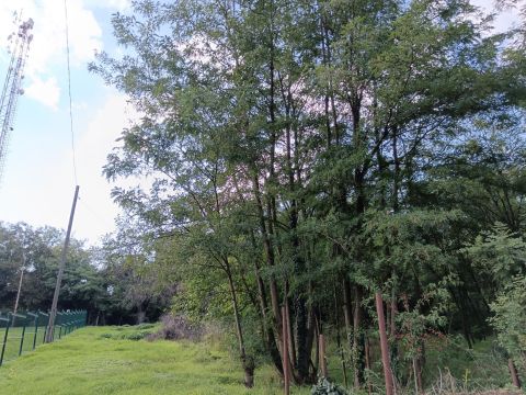 Eladó Telek 8647 Balatonmáriafürdő 