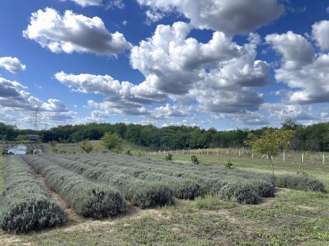 Eladó Mezőgazdasági 4356 Nyírcsaholy 