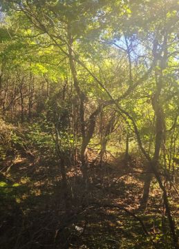 Eladó Telek 2600 Vác 