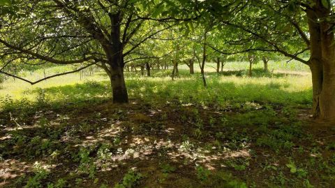 Eladó Mezőgazdasági 4755 Ököritófülpös 