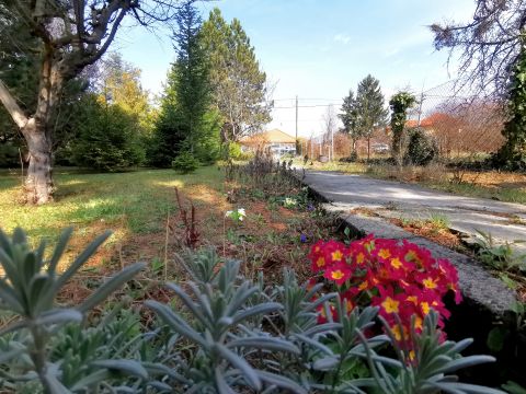 Eladó Telek 2092 Budakeszi , Minden közművel ellátott gyönyörű fenyőfákkal bíró sík telek