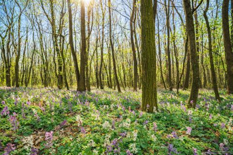 Eladó Telek 8373 Rezi 
