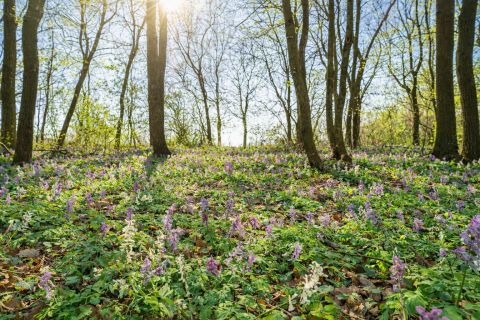 Eladó Telek 8373 Rezi 