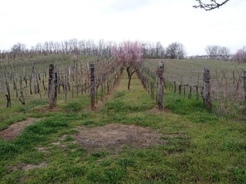 Eladó Telek 8434 Románd , 8434 Románd, csendes